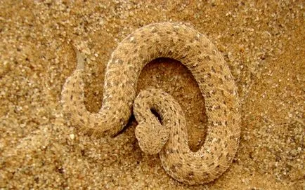 Mennyire veszélyes vipera