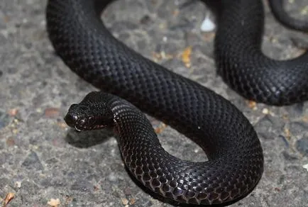 Mennyire veszélyes vipera