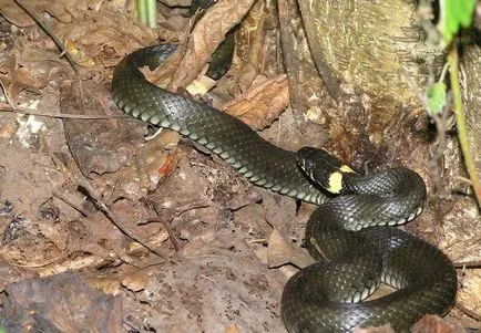 Mennyire veszélyes vipera