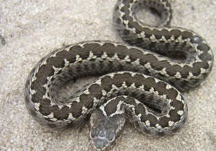 Mennyire veszélyes vipera