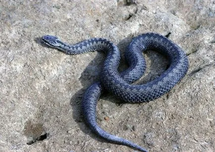 Mennyire veszélyes vipera
