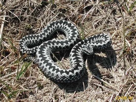 Mennyire veszélyes vipera