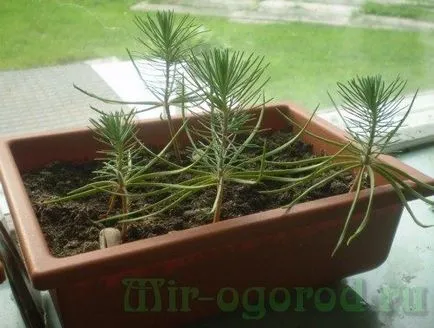 Ahogy nőtt kék lucfenyő Ahogy nőtt kék lucfenyő