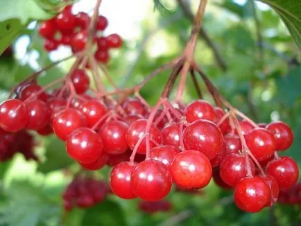 Hogyan kell szedni a Viburnum