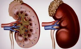 DNS Gardnerella vaginalis ez DNS Gardnerella vaginalis ez