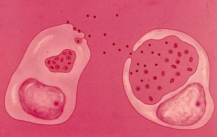 DNS Gardnerella vaginalis ez DNS Gardnerella vaginalis ez