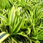Ápolási otthon codiaeum