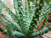 Ápolási otthon codiaeum