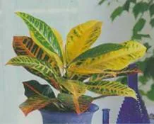 Ápolási otthon codiaeum Ápolási otthon codiaeum