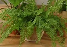Ápolási otthon codiaeum Ápolási otthon codiaeum