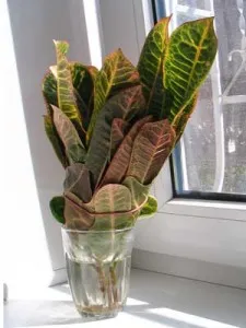 Ápolási otthon codiaeum Ápolási otthon codiaeum