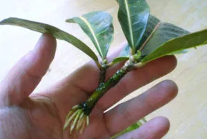 Ápolási otthon codiaeum