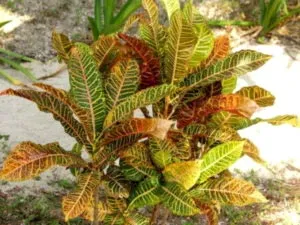 Ápolási otthon codiaeum