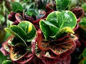 Ápolási otthon codiaeum