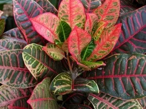 Ápolási otthon codiaeum