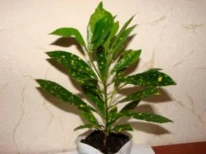Ápolási otthon codiaeum