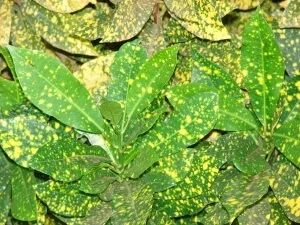 Ápolási otthon codiaeum