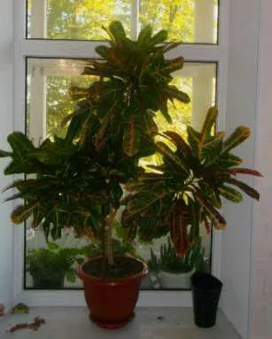 Ápolási otthon codiaeum