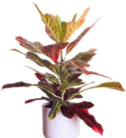Ápolási otthon codiaeum