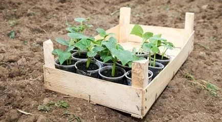 Amikor a növény uborka a nyílt terepen Amikor a növény uborka a nyílt terepen