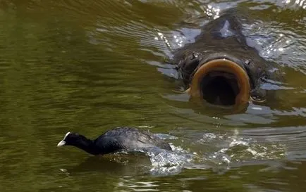 Képek a szerelemről macskák