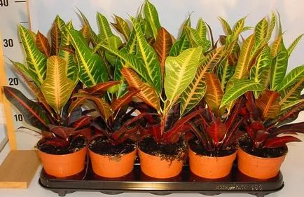 Ápolási otthon codiaeum
