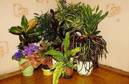 Ápolási otthon codiaeum