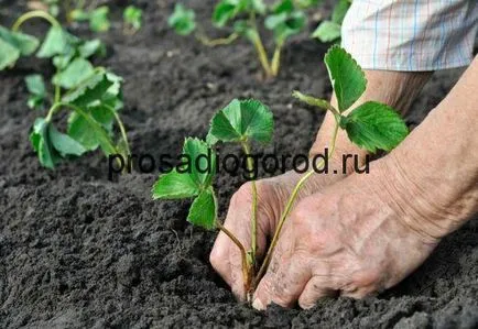 Hogyan nőnek eper a nyílt terepen Hogyan nőnek eper a nyílt terepen