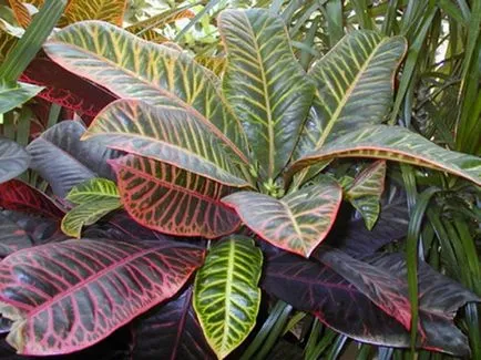 Ápolási otthon codiaeum