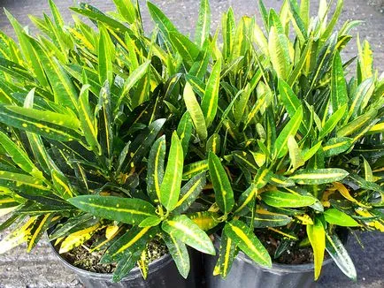 Ápolási otthon codiaeum