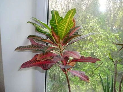 Ápolási otthon codiaeum