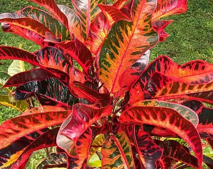 Ápolási otthon codiaeum