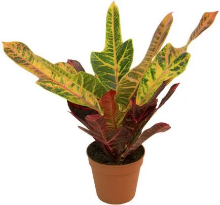 Ápolási otthon codiaeum Ápolási otthon codiaeum