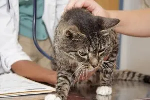 Mint egy macska istállókat