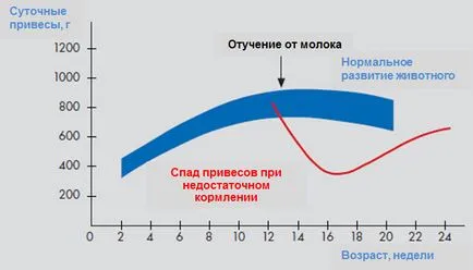 Diet etetés borjak