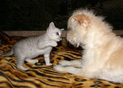 Furminators macskáknak vélemények