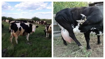 tejelő borjak