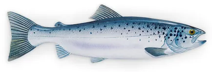Hal leves paradicsommal