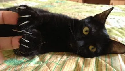 Cat Freddy Sharon
