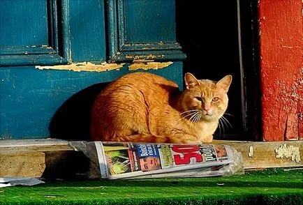 Cat Freddy Sharon