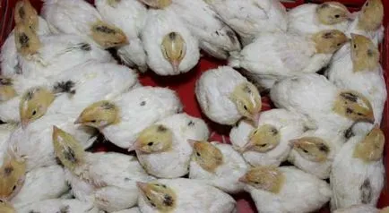 Hogyan lehet megkülönböztetni a fürj