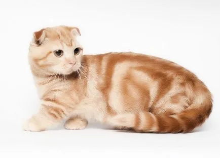 Scottish fold macska lila