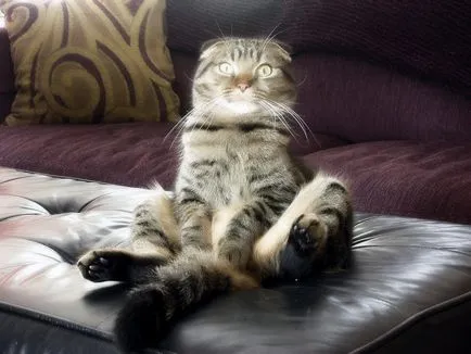 Scottish fold macska lila