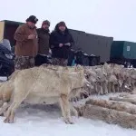 Mivel az üvöltés a farkas
