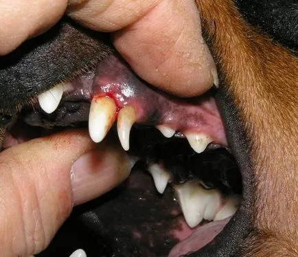 A periodontális betegség a kutyák