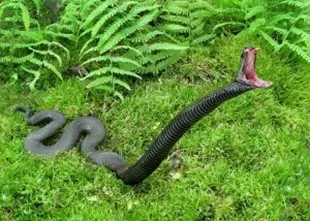Mennyire veszélyes vipera Mennyire veszélyes vipera