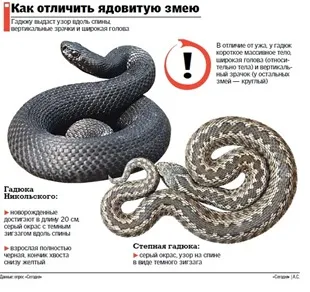 Mennyire veszélyes vipera Mennyire veszélyes vipera