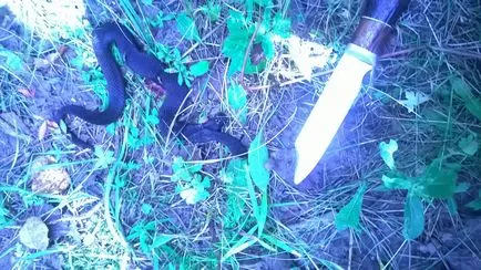 Mennyire veszélyes vipera