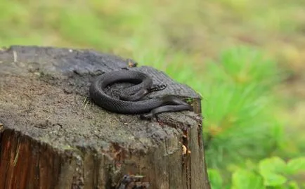 Mennyire veszélyes vipera
