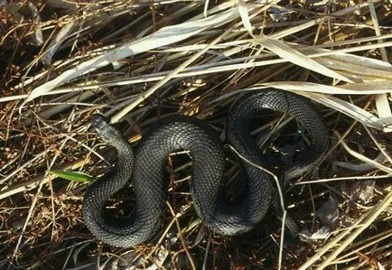 Mennyire veszélyes vipera